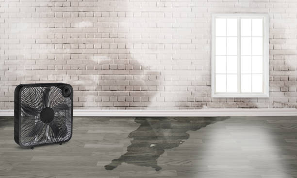 Best Water damage restoration near me  in Muse, PA